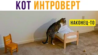 КОТ ИНТРОВЕРТ) Приколы | Мемозг #487