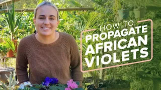 How To Propagate African Violets From Leaf Cuttings