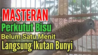 MASTERAN PERKUTUT LOKAL GACOR Suara Besar,PERKUTUT BIEU LQNGSUNG IKUT BUNYI