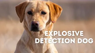 Police Explosive Detection Dog Using Markers | Grassroots K9