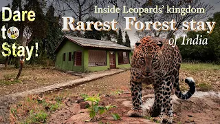 Leopards are watching you here | THRILL of Madhu Kunj forest stay Nagzira Maharashtra