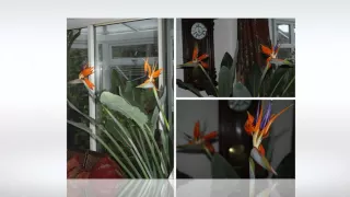 Bird of Paradise-HD (720p)