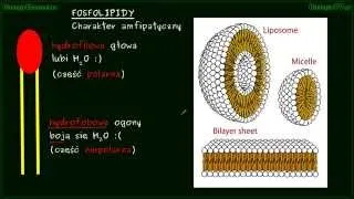Błona komórkowa cz.1 - (błony plazmatyczne, plazmolema, fosfolipidy)