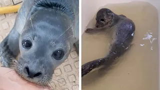 Woman Cares For Adorable Orphaned Baby Seals