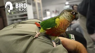 Papaya The Unfriendly Green Cheek Conure