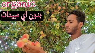 شوف عناقيد  الخوخ🍑وأسرار زراعته فى الحديقه والمنزل|organic grow Peache