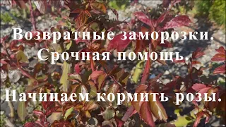 Возвратные заморозки.Срочная помощь. Начинаем кормить розы.. Питомник растений Е. Иващенко