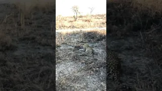 Leopard call