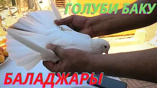 Бакинские голуби Джавида Садыхова в Баку!