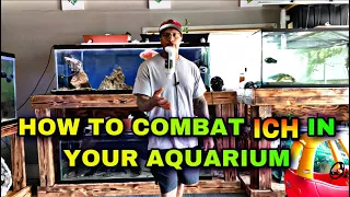 HOW TO COMBAT *ICH* IN YOUR AQUARIUM!!