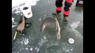 Ice fishing for trophy pike