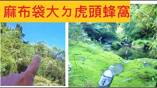 麻布袋大ㄉ虎頭蜂窩 @要換點抬頭才發現 @翠鳥在旁邊插水捕魚