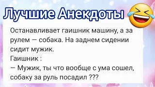 ‼️ АНЕКДОТЫ 😅 Страшный случай со скалкой, крошечное платье и собака за рулем!