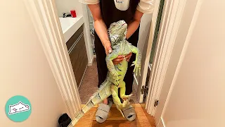 Stubborn Iguana Follows Owners To The Bathroom And Refuses To Leave  | Cuddle Buddies