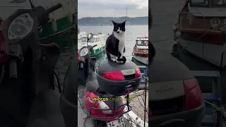 Бездомные Кошки Стамбула 🇹🇷