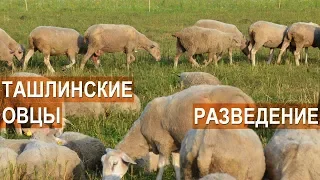 Ташлинская порода овец. Разведение. Фермерское хозяйство Тимофеевых.