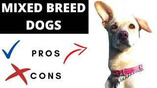 Mixed Breed Dogs Pros And Cons | The Good AND The Bad!!