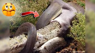 Anaconda VS Crocodile Who Would Win 🔥 Animal Face-Off