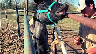 TAMING A UNTOUCHED Horse! (The Simplest Way!) First Touch To First Haltering!