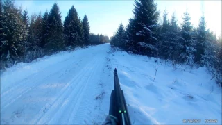 Wild boar hunting in Lithuania