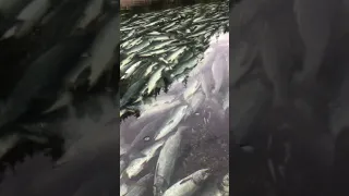 Death of Alaskan Prespawn Salmon