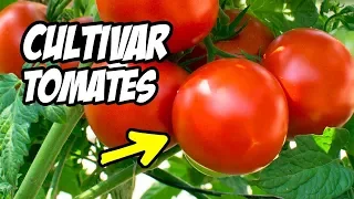 Como CULTIVAR TOMATES con Éxito 🍅 Consejos y Trucos | La Huerta de Ivan