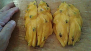 How to grow yellow dragon fruit from seeds (part 1)