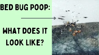 Bed Bug Poop:  What Does it Look Like?