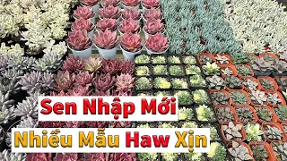 Nhiều mẫu sen nhập đã rẻ | succulent Gia Nghia