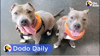 Adopted Pit Bulls Found Neglected Reunite | Best Animal Videos: The Dodo Daily