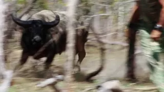 The Australian Pursuit - Water Buffalo and the Way of the Spear (Preview)
