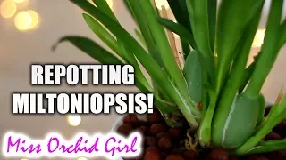 Repotting Miltoniopsis Orchid - What a nice surprise!