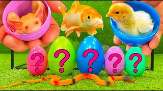 Baby Chicken and Duckling, Frog, Snake, Crayfish, Koi Fish, Scalar - cute baby animals videos