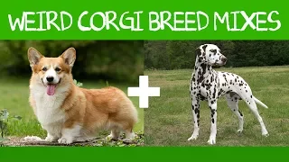 Top 16 Gorgeous Corgi Mixes That You Didn't Know Possible