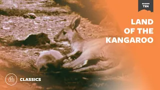 Land of the Kangaroo  | Mutual of Omaha's Wild Kingdom