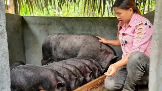 The girl finished building a pig barn and started raising pigs - Farm Life