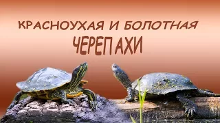 The Turtles in the Moscow