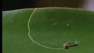 How caterpillars survive on plants - David Attenborough - BBC wildlife
