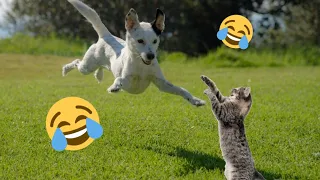 Try Not To Laugh 😍 Funniest Cats and Dogs 2024 😹🐶 Part 14 | Pets Chase