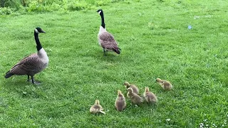 Ducks with baby
