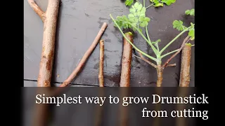 How to grow Miracle Plant- Drumstick (Moringa, सहजन) by cutting | WITHOUT ROOTING HORMONE || मुनगा |