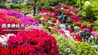 根津神社のつつじ苑 Azalea Garden at Nezu Shrine 8KHDR