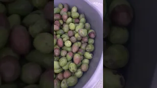 Como aliñar aceitunas frescas/Hoe verse olijven marineren👍