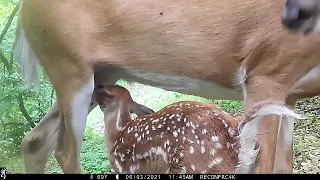 Baby Deer feeding - caught on camera - Trailcam video #trailcamology #trailcamvideo