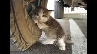 "Can I bring it home?"  A man sent the kitten's photo to his wife.  -- Moving story