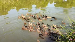 Ducks - letting them out to play in the pond