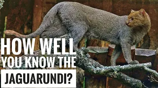 Jaguarundi || Description, Characteristics and Facts!