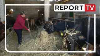 Report Tv, Veri Jug - Fermerja Sheqere Allushi, një fermere model