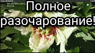 Ито- гибриды пионы Коллис Мемори и Бордер Шарм: полное разочарование!