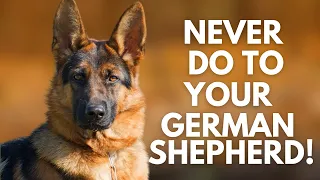 5 Things You Must Never Do to Your German Shepherd